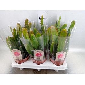 Epiphyllum   ...