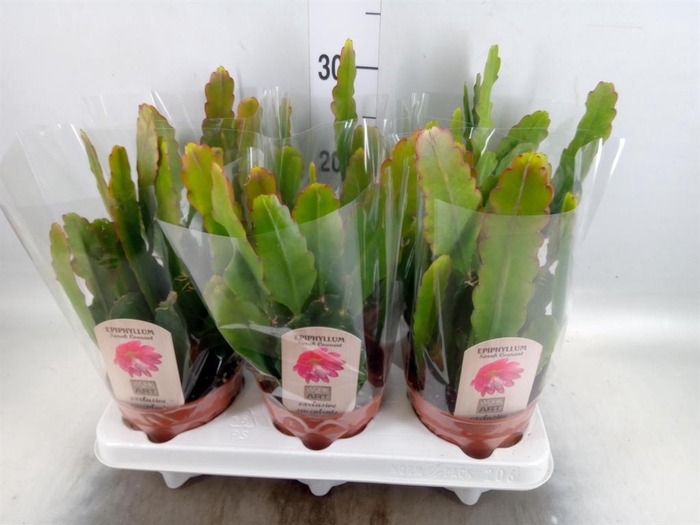 <h4>Epiphyllum ...</h4>