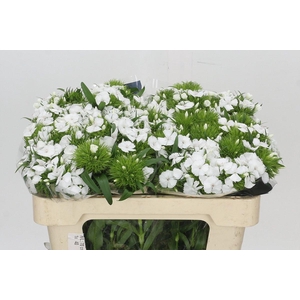 Dianthus Br White Duke