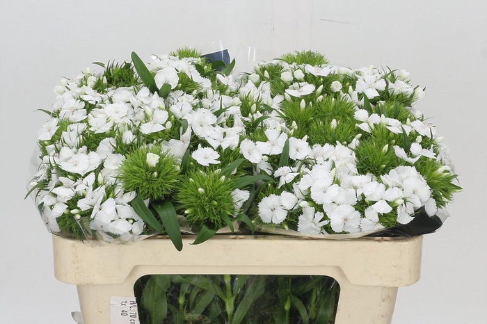 <h4>Dianthus Br White Duke</h4>