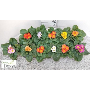 PRIM AC PARADISO GEM