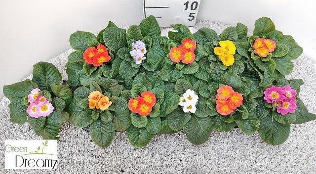 <h4>PRIM AC PARADISO GEM</h4>