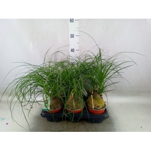 Beaucarnea recurvata