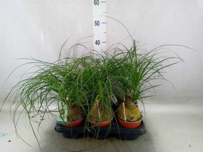<h4>Beaucarnea recurvata</h4>