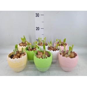 Arr.  Narcissus Tete Tete L%