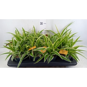Chlorophytum com. 'Ocean'