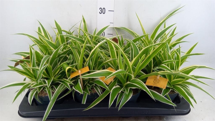 <h4>Chlorophytum com. 'Ocean'</h4>