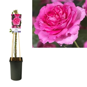 Rosa 'Pink Climber' +light label