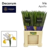 Iris Apollo