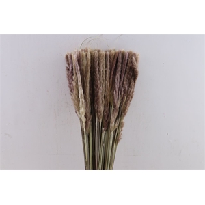 Dried Fluffy Pampas Naturel Bunch