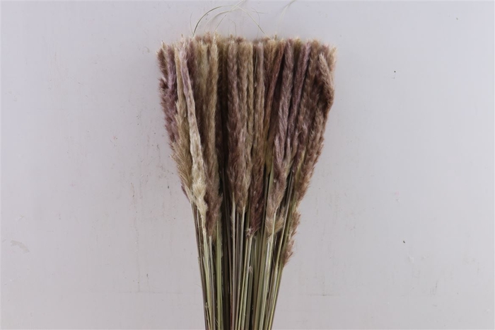 <h4>Dried Fluffy Pampas Naturel Bunch</h4>