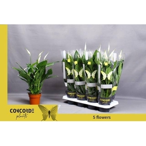Spathiphyllum Pico Cupido 13Ø 50cm 5fl