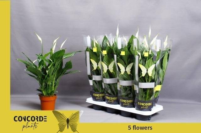 Spathiphyllum Pico Cupido 13Ø 50cm 5fl