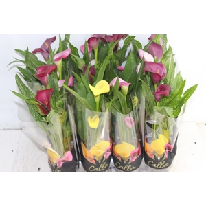 CALLA MINI P09