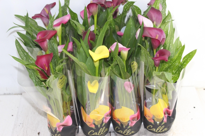 <h4>CALLA MINI P09</h4>