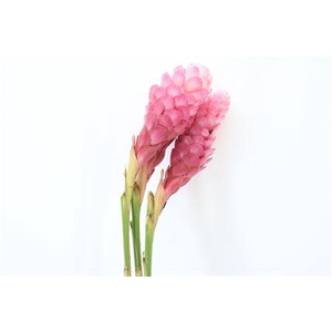 Alpinia purpurata