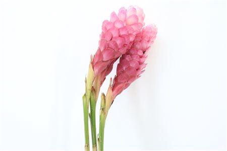 <h4>Alpinia purpurata</h4>