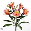 Zantedeschia snowstar