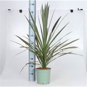 Cordyline   ...