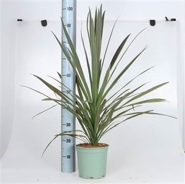 <h4>Cordyline   ...</h4>