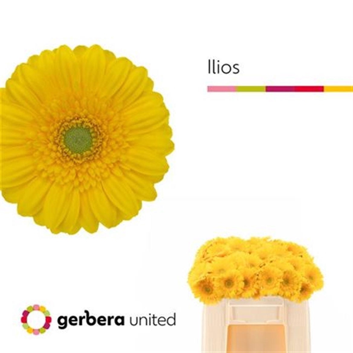 <h4>Ge Mi Ilios</h4>