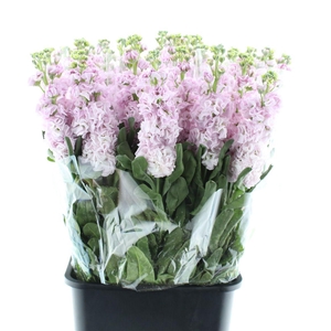 Matthiola Incana Cherry