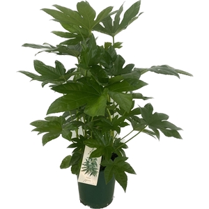 Fatsia japonica p21