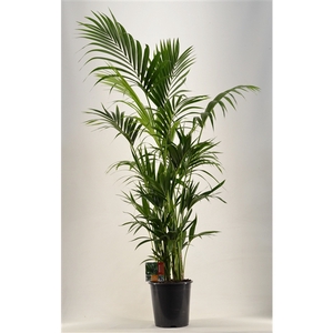 KENTIA - P27 H180 - 12PP (Howea forsteriana)