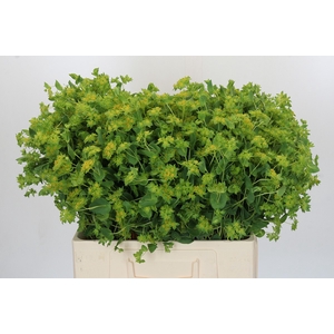 Bupleurum Griffithii