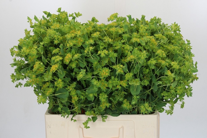<h4>Bupleurum Griffithii</h4>