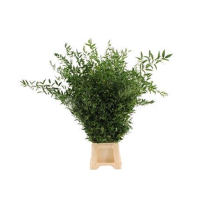 Ruscus aculeatus per bos