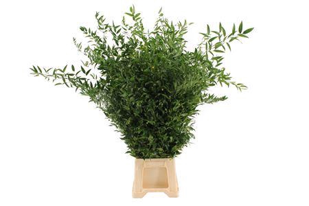 <h4>Ruscus aculeatus per bos</h4>