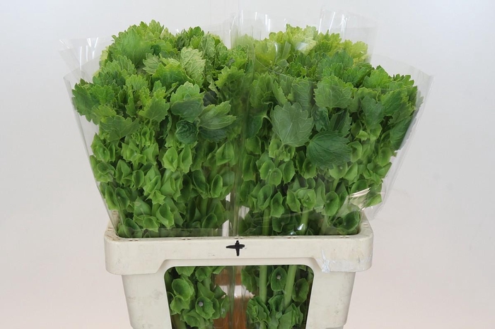 <h4>Moluccella Laevis</h4>