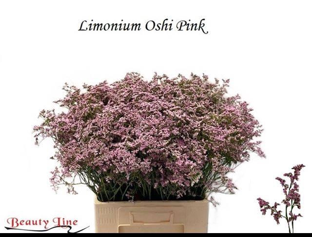 <h4>LIM SAF OSHI PINK</h4>