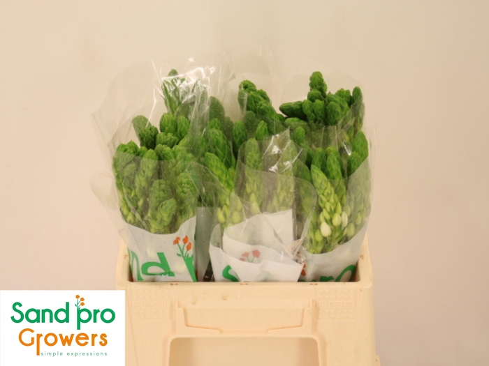 <h4>ORNIT THY MILKY WAY</h4>