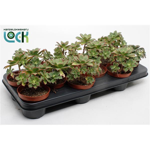 <h4>Aeonium Tricolor ('Kiwi')</h4>