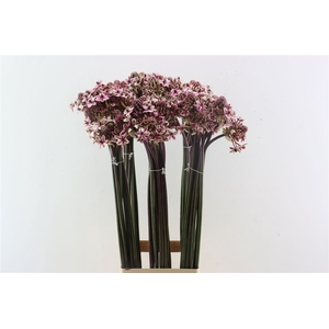 Ornit Saundersiae Cerise Opgetrokken