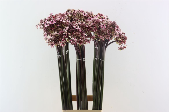 <h4>Ornit Saundersiae Cerise Opgetrokken</h4>