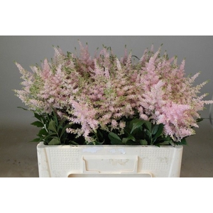 Astilbe Europa Rutgrink