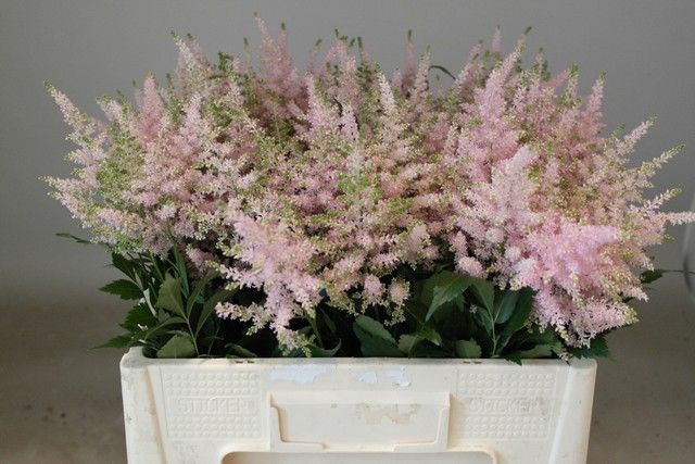 <h4>Astilbe Europa Rutgrink</h4>