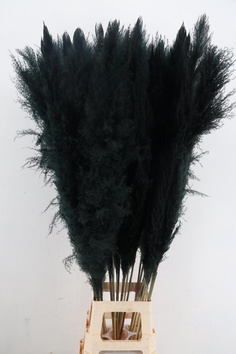 <h4>DF Pampas 130cm Black</h4>