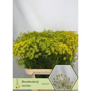 ANET GRAVEOLENS