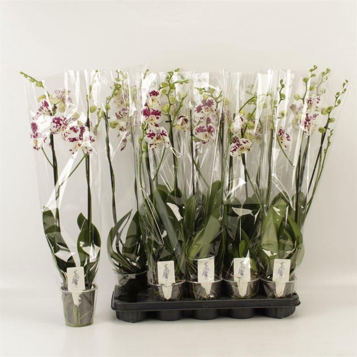 <h4>PHAL AN MARRAKESH</h4>