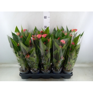 Anthurium andr. 'Mill Flowers Red'