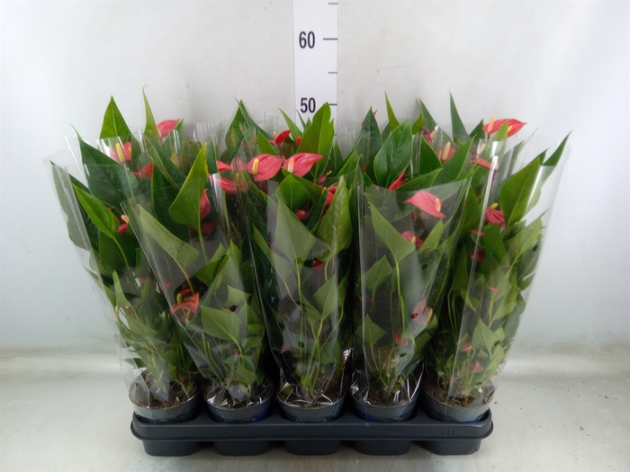 <h4>Anthurium andr. 'Mill Flowers Red'</h4>