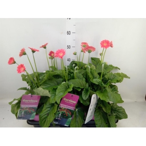 Gerbera  'Garvinea Sweet Heart'