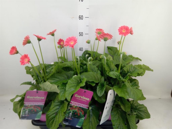 <h4>Gerbera  'Garvinea Sweet Heart'</h4>