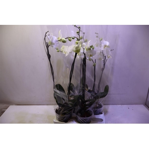 Phal White 2 Spike Big