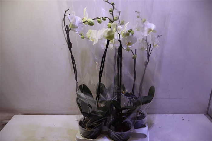<h4>Phal White 2 Spike Big</h4>