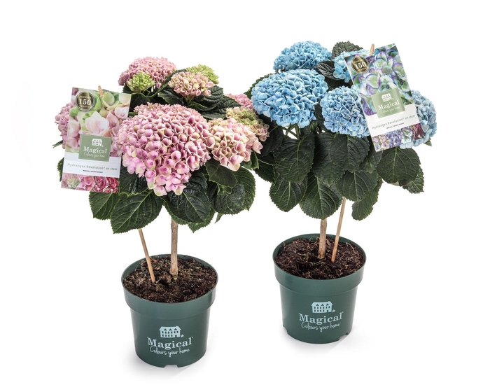 <h4>Hydrangea Magical® Flowertree Mix 14 cm kop 5+ rijp 2/3</h4>
